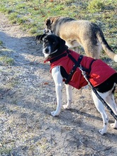 SEBASTIAN, Hund, Border Collie-Terrier-Mix in Berlin - Bild 6