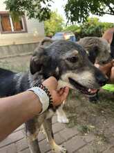 TUCKER, Hund, Mischlingshund in Rumänien - Bild 6