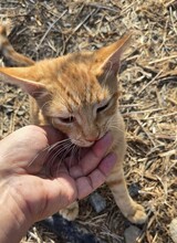 CINNAMON, Katze, Europäisch Kurzhaar in Zypern - Bild 2