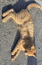 CINNAMON, Katze, Europäisch Kurzhaar in Zypern - Bild 3