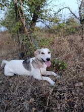 LULU, Hund, Mischlingshund in Ukraine - Bild 3