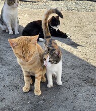 FLOWER, Katze, Europäisch Kurzhaar in Zypern - Bild 4