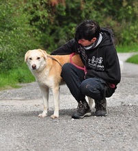 MAXIMS238, Hund, Mischlingshund in Slowakische Republik - Bild 16