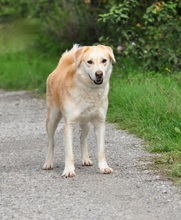 MAXIMS238, Hund, Mischlingshund in Slowakische Republik - Bild 4