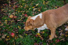 FIDUZ, Hund, Mischlingshund in Kroatien - Bild 6