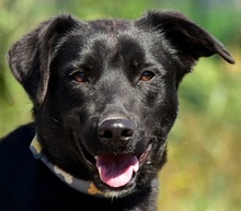 CEDRIK, Hund, Mischlingshund in Slowakische Republik - Bild 1