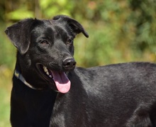 CEDRIK, Hund, Mischlingshund in Slowakische Republik - Bild 10