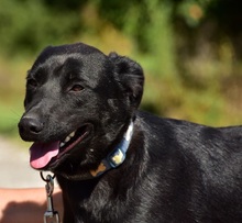 CEDRIK, Hund, Mischlingshund in Slowakische Republik - Bild 12