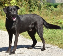 CEDRIK, Hund, Mischlingshund in Slowakische Republik - Bild 2