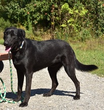 CEDRIK, Hund, Mischlingshund in Slowakische Republik - Bild 3