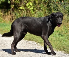 CEDRIK, Hund, Mischlingshund in Slowakische Republik - Bild 4