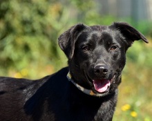 CEDRIK, Hund, Mischlingshund in Slowakische Republik - Bild 5