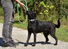 CEDRIK, Hund, Mischlingshund in Slowakische Republik - Bild 7