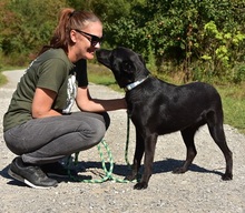 CEDRIK, Hund, Mischlingshund in Slowakische Republik - Bild 8