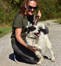 BENZO, Hund, Mischlingshund in Slowakische Republik - Bild 10