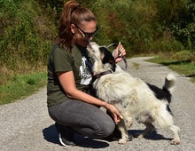 BENZO, Hund, Mischlingshund in Slowakische Republik - Bild 13