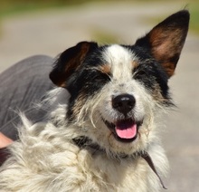 BENZO, Hund, Mischlingshund in Slowakische Republik - Bild 15