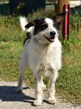 BENZO, Hund, Mischlingshund in Slowakische Republik - Bild 17