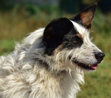 BENZO, Hund, Mischlingshund in Slowakische Republik - Bild 18