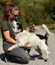 BENZO, Hund, Mischlingshund in Slowakische Republik - Bild 19