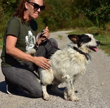 BENZO, Hund, Mischlingshund in Slowakische Republik - Bild 20