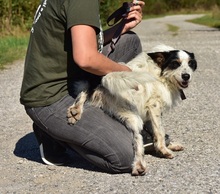 BENZO, Hund, Mischlingshund in Slowakische Republik - Bild 21