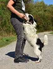 BENZO, Hund, Mischlingshund in Slowakische Republik - Bild 22