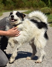 BENZO, Hund, Mischlingshund in Slowakische Republik - Bild 3