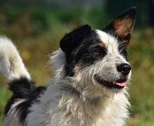 BENZO, Hund, Mischlingshund in Slowakische Republik - Bild 6