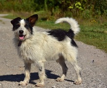 BENZO, Hund, Mischlingshund in Slowakische Republik - Bild 8