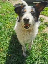 BENZO, Hund, Mischlingshund in Slowakische Republik - Bild 9