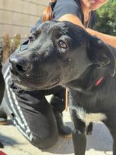 ADELAID, Hund, Labrador-Mix in Spanien - Bild 3