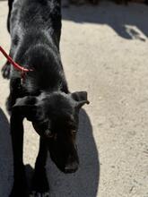 ADELAID, Hund, Labrador-Mix in Spanien - Bild 4