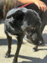 ADELAID, Hund, Labrador-Mix in Spanien - Bild 5