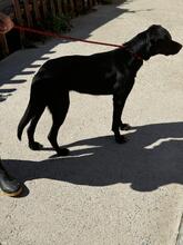 ADELAID, Hund, Labrador-Mix in Spanien - Bild 6