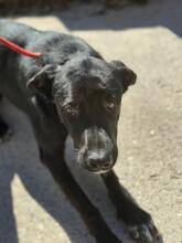 ADELAID, Hund, Labrador-Mix in Spanien - Bild 7