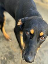 ASTRID, Hund, Deutscher Schäferhund-Mix in Weil - Bild 10