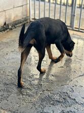 ASTRID, Hund, Deutscher Schäferhund-Mix in Weil - Bild 9