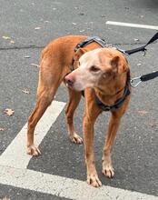 RUBITO, Hund, Podenco in Sachsen - Bild 1