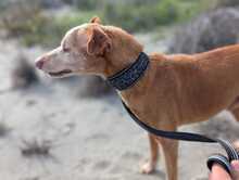 RUBITO, Hund, Podenco in Sachsen - Bild 10