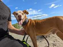 RUBITO, Hund, Podenco in Sachsen - Bild 4