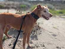 RUBITO, Hund, Podenco in Sachsen - Bild 5