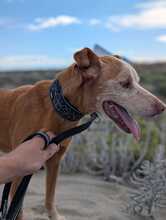 RUBITO, Hund, Podenco in Sachsen - Bild 6