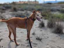 RUBITO, Hund, Podenco in Sachsen - Bild 8