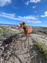 RUBITO, Hund, Podenco in Sachsen - Bild 9