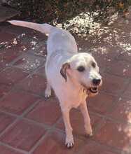 BUDDY, Hund, Labrador-Mix in Spanien - Bild 3