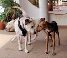 BUDDY, Hund, Labrador-Mix in Spanien - Bild 6