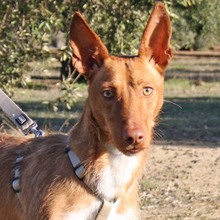 ANDREU, Hund, Podenco in Spanien - Bild 1