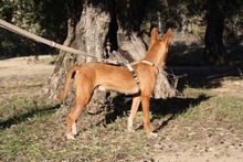 ANDREU, Hund, Podenco in Spanien - Bild 10