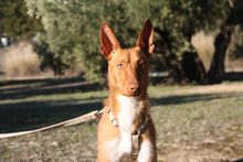 ANDREU, Hund, Podenco in Spanien - Bild 2